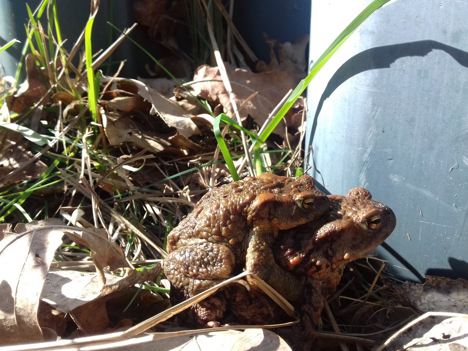 20190331_145931.jpg - torii99