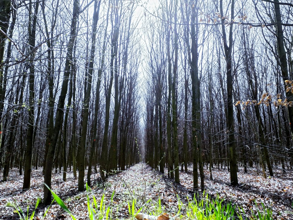 20190404_181013.jpg - Alien65