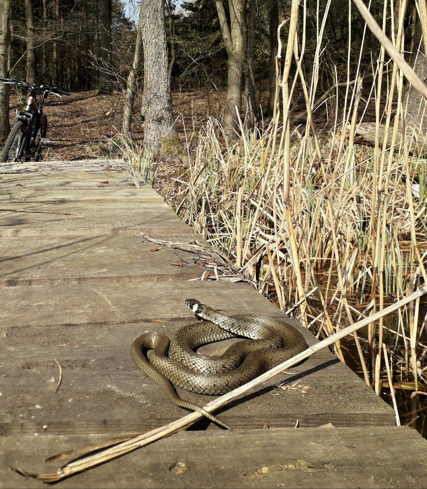 20190405_190504.jpg - Alien65