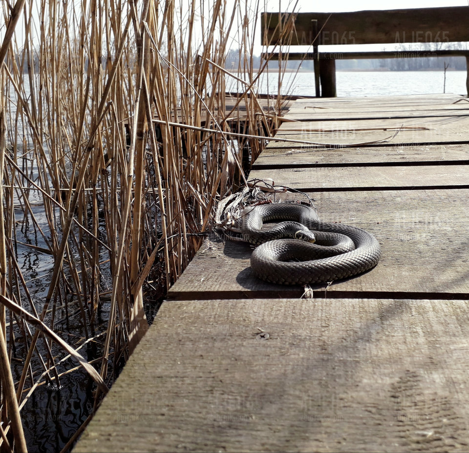 20190405_190024.jpg - Alien65