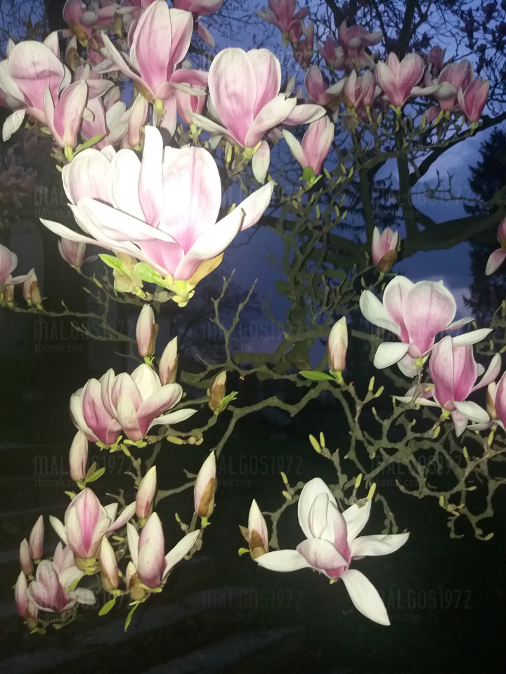 20190405_195012.jpg - malgos1972