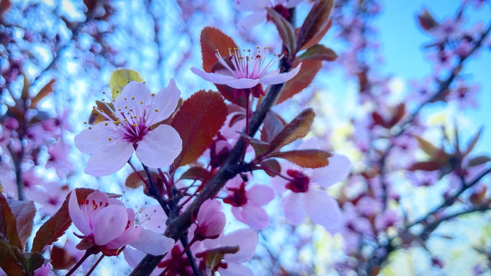 672F7A88-A810-49B1-B43D-8247F0126923.jpeg - Mekagojiranogyakushu