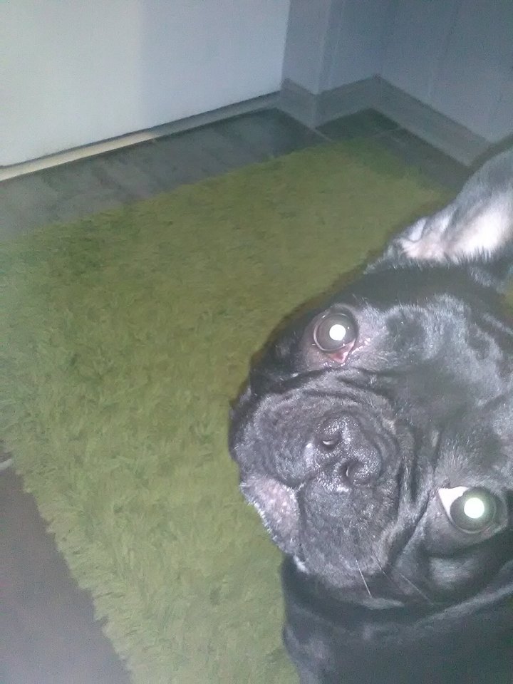 IMG_20181217_084924.jpg - ARMAN_DOOO2