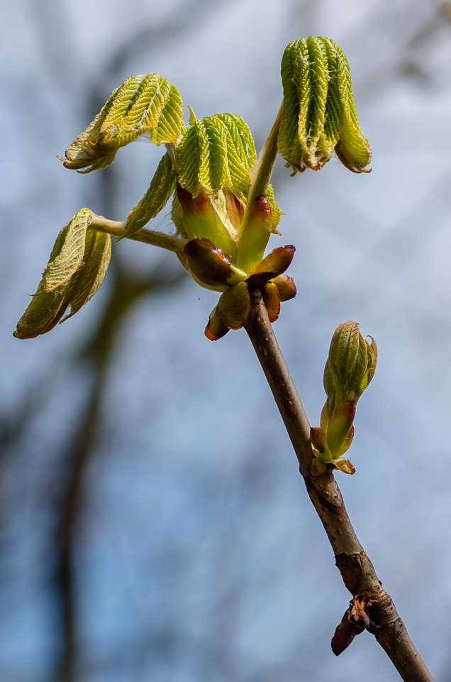 Będą kasztanki - mystic