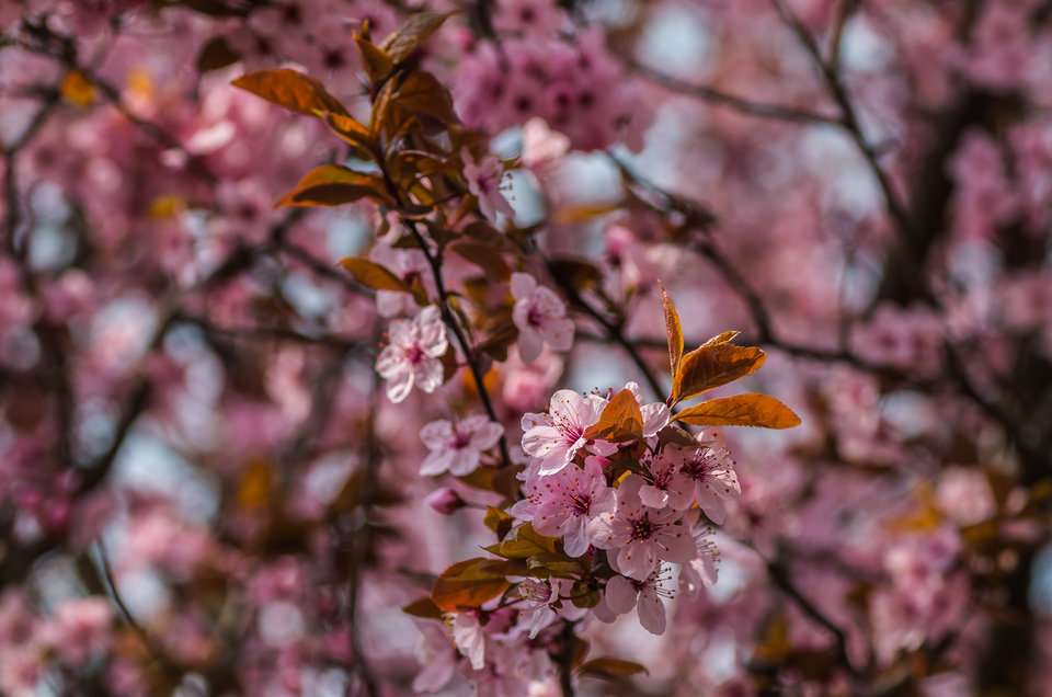 Na różowo - mystic