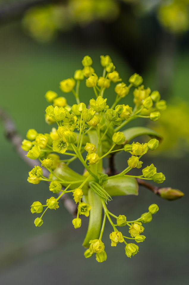 Żółto - zielony - mystic