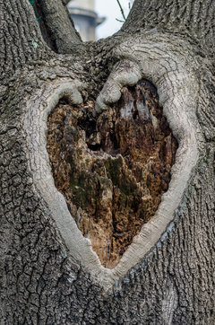 Serce drzewa