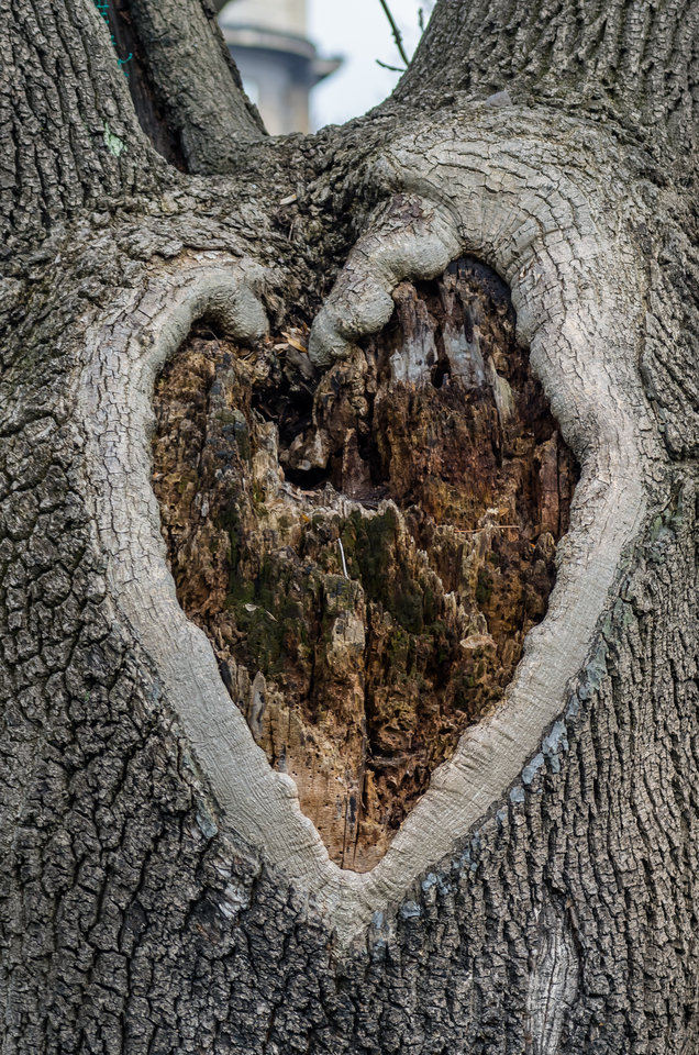 Serce drzewa - mystic