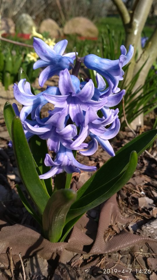 IMG_20190407_142631.jpg - adam_32