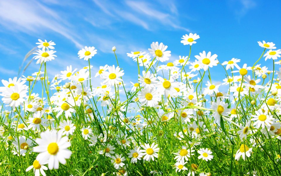 spring_flowers_wallpaper_la_rezolutia_maxima.jpg - Chetny3782