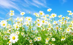 spring_flowers_wallpaper_la_rezolutia_maxima.jpg