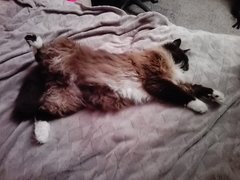 Kotek ma wywalone... :)