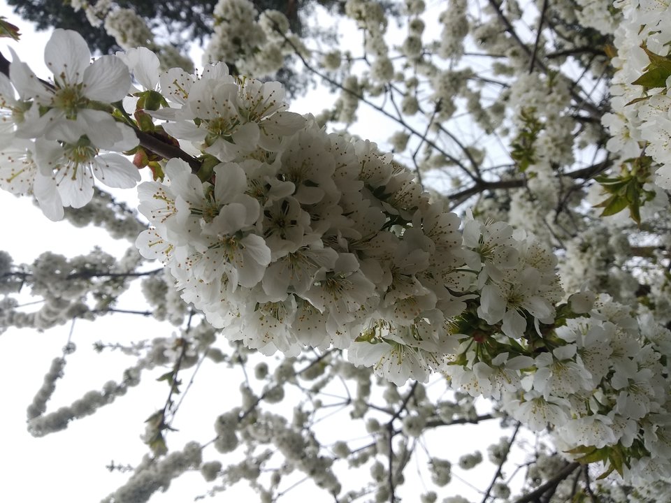 IMG_20190409_094023.jpg - Olek_51