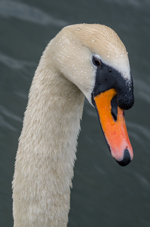 Dzień dobry :) - mystic