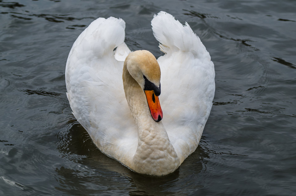 Nieśmiały - mystic