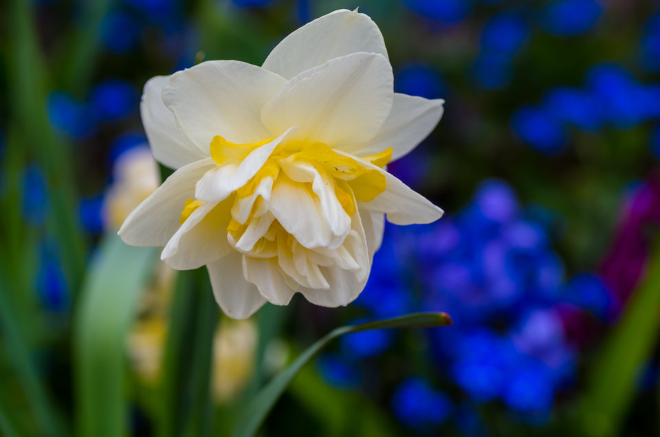 Roztrzepany narcyz - mystic