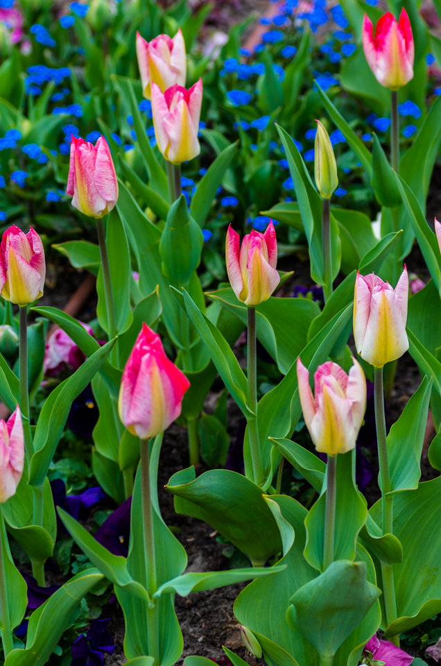 Postrzępione tulipanki - mystic