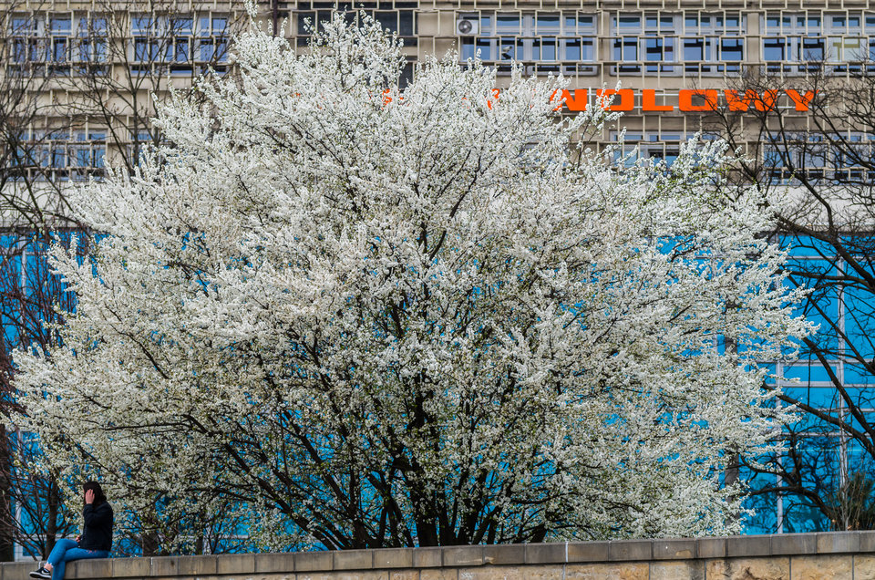 Chmura kwiatów - mystic