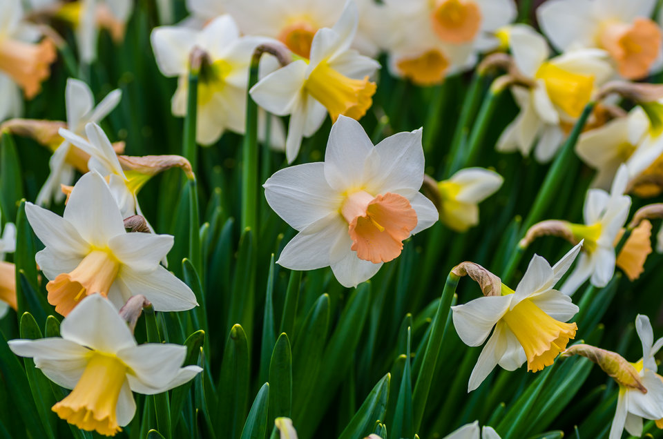 Stadko narcyzów - coś jak na Zbiorniku :) - mystic