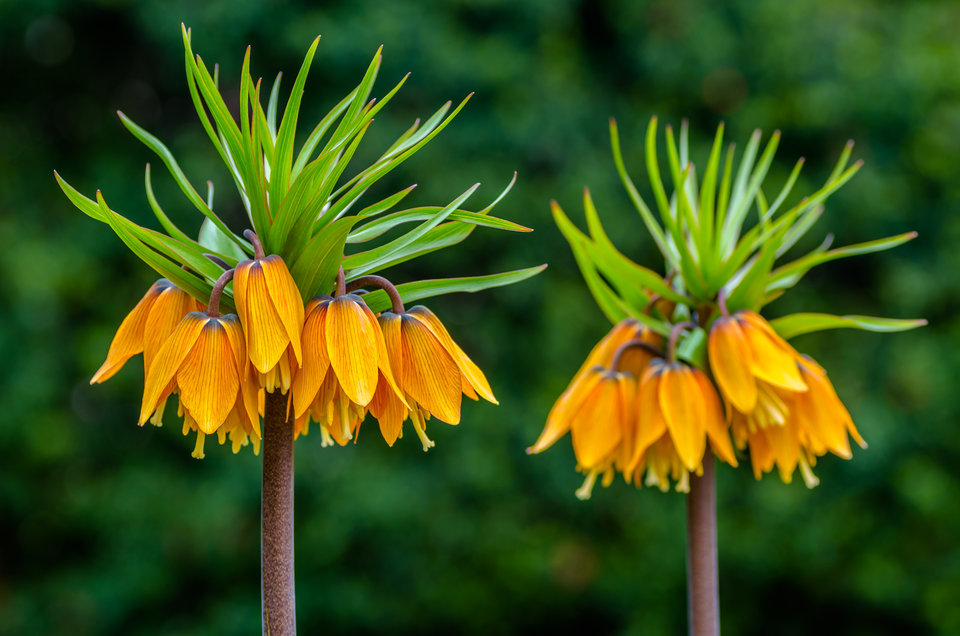 Szachownica cesarska - mystic