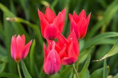 Czerwono na zielonym