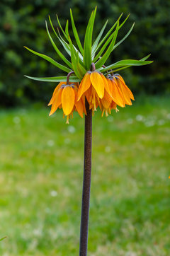 I raz jeszcze - bo cudna z niej roślinka