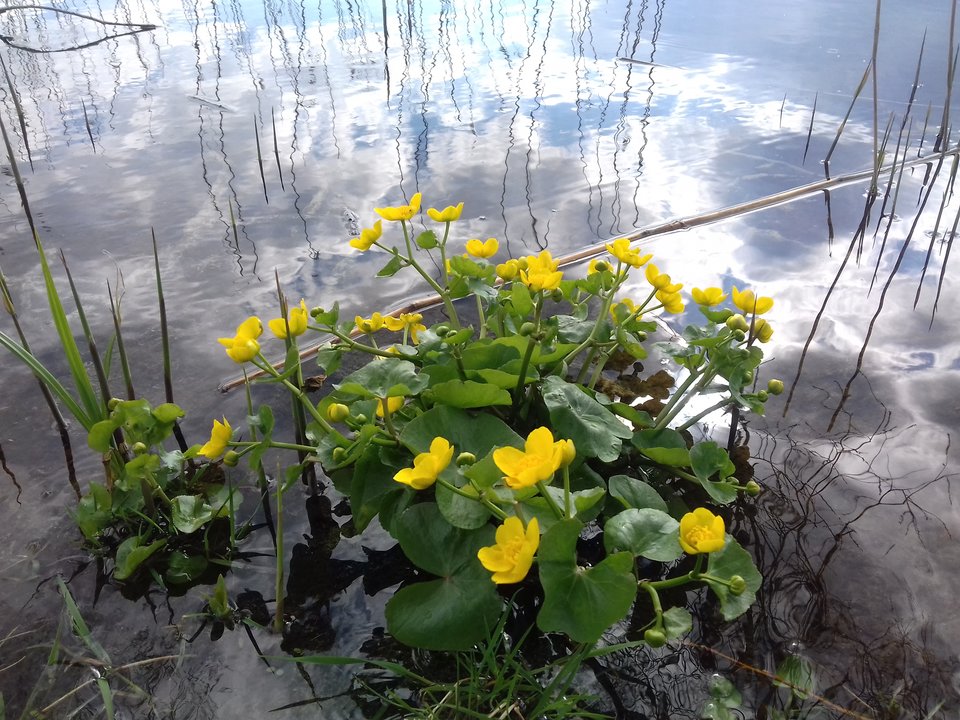 20190409_152439.jpg - torii99