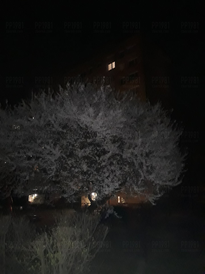 20190412_213018.jpg - pp1981