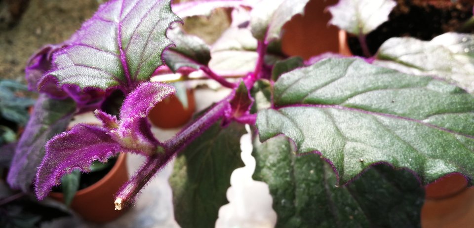 IMG_20190414_142812.jpg - MaciekBoribos