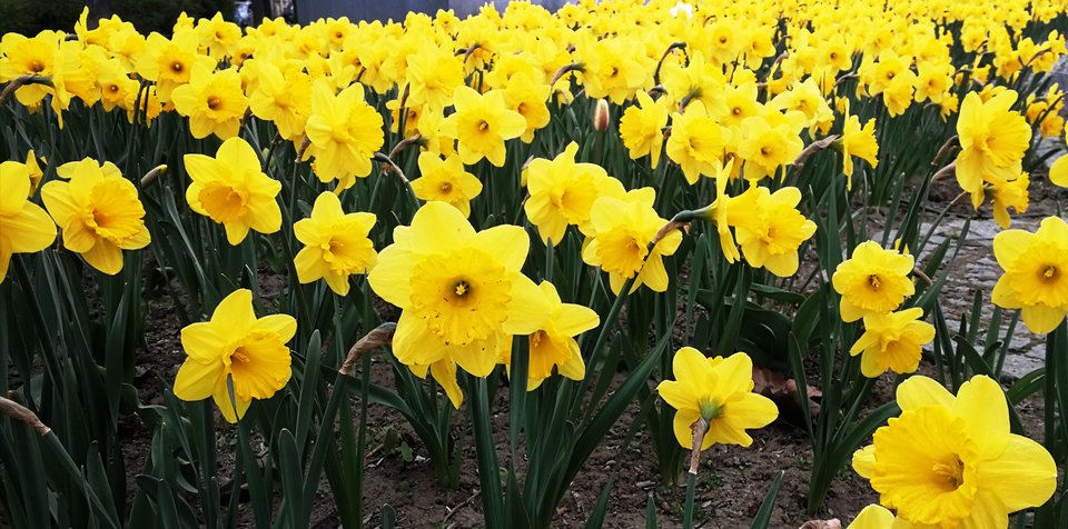 IMG_20190414_142947.jpg - MaciekBoribos