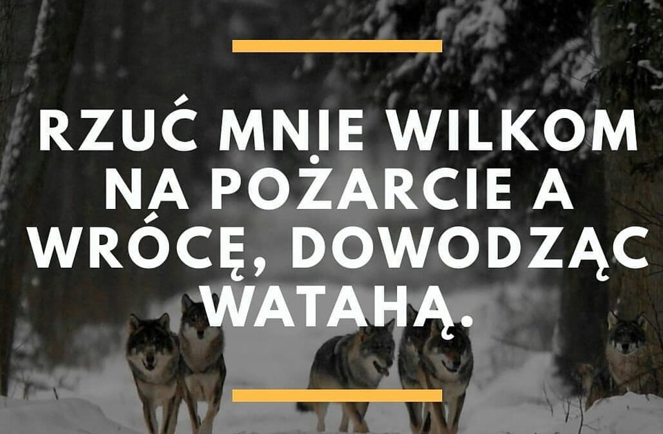 aviary-image-1555431507536.jpeg - Startos