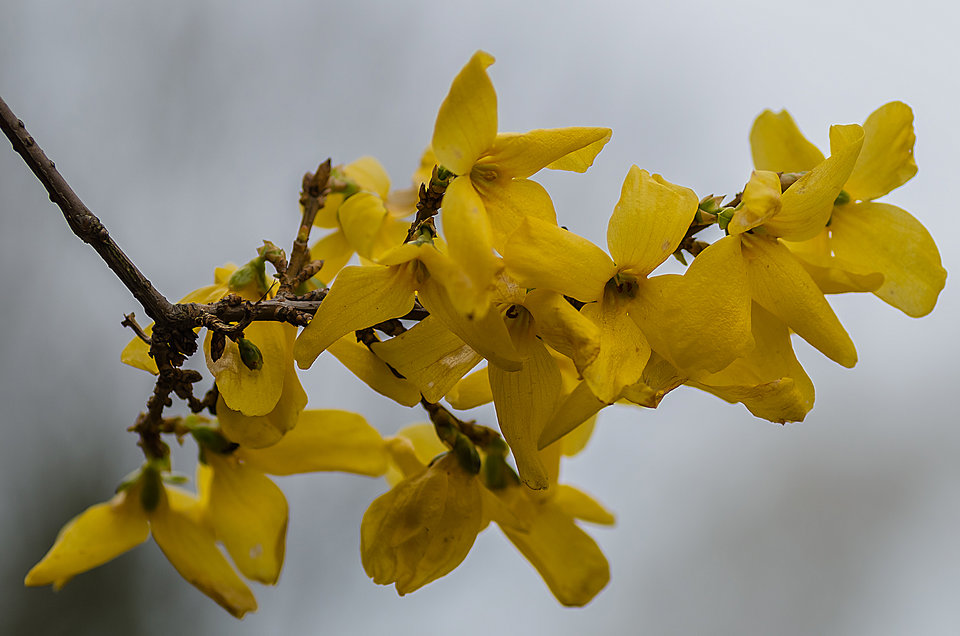 Żółciutko - mystic