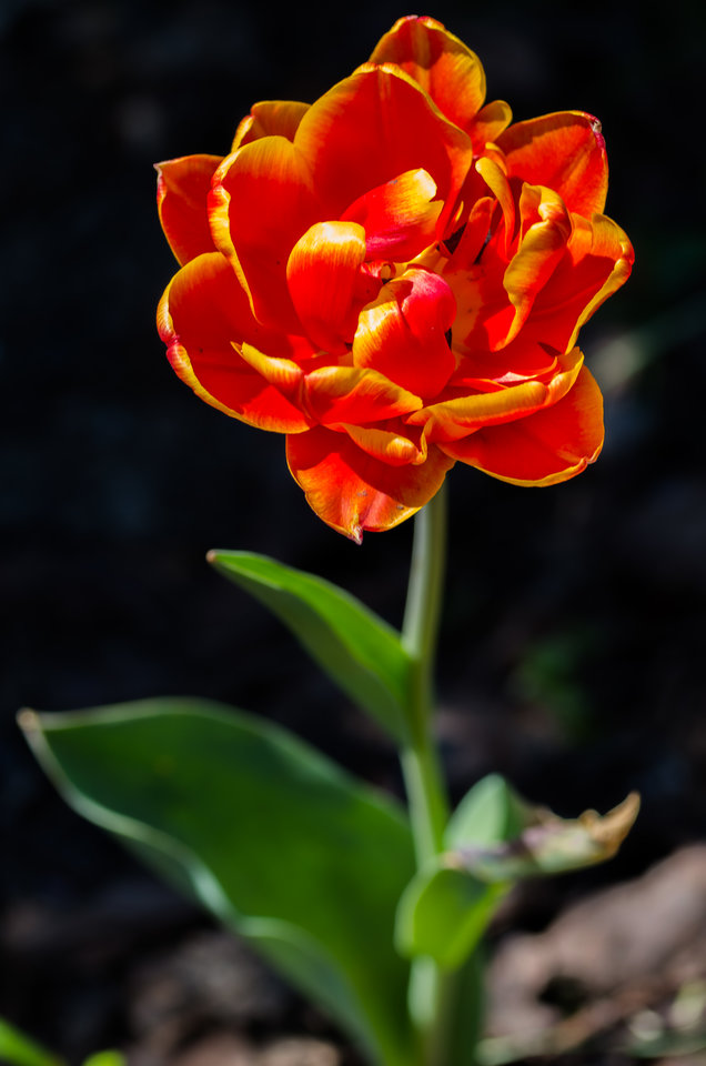 Pomarańczowy skubaniec ;) - mystic