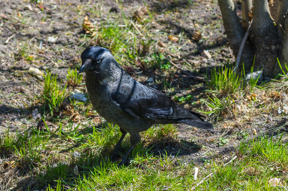 Druga kawka dzisiaj ;) - mystic