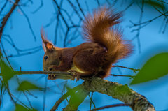 Jest orzeszek - jest radocha :)