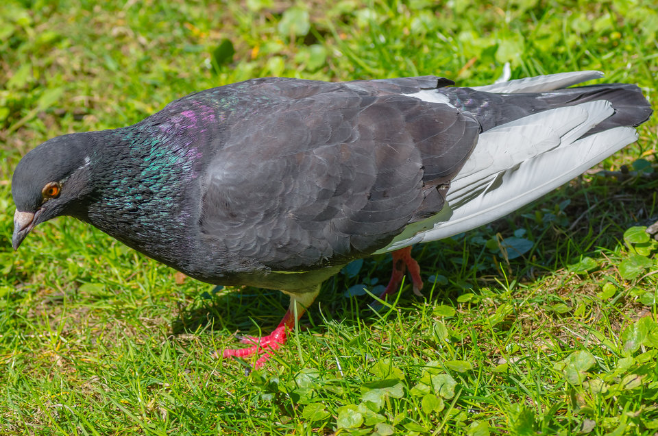 W poszukiwaniu wyżerki - mystic