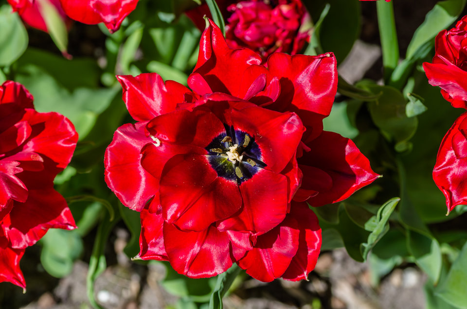 Rasowy tulipek - mystic