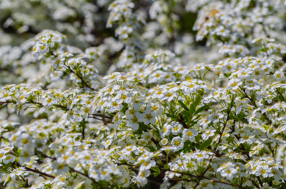 Się rozkwieciło - mystic