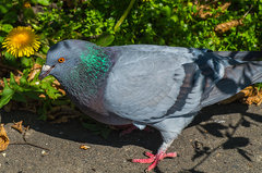 Co by tu przygruchać