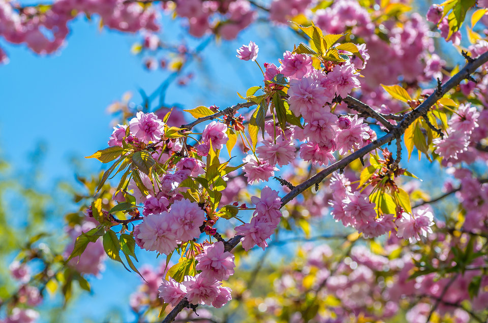 Pachnie wiosną - mystic