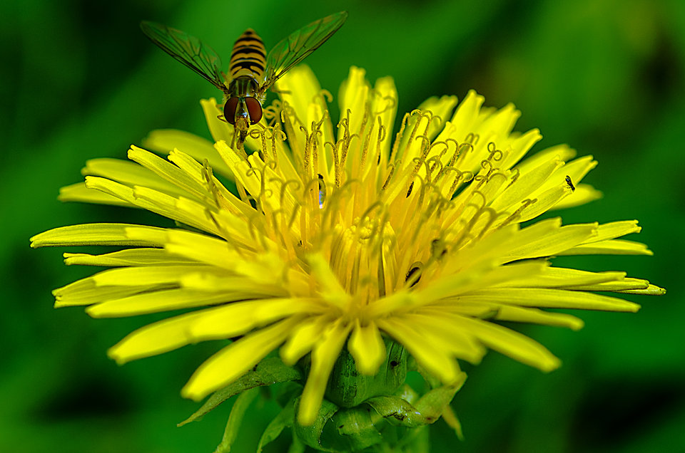 Bzy, bzy ;) - mystic