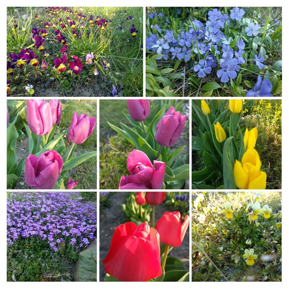 20190418_200612-COLLAGE.jpg - Olek_51