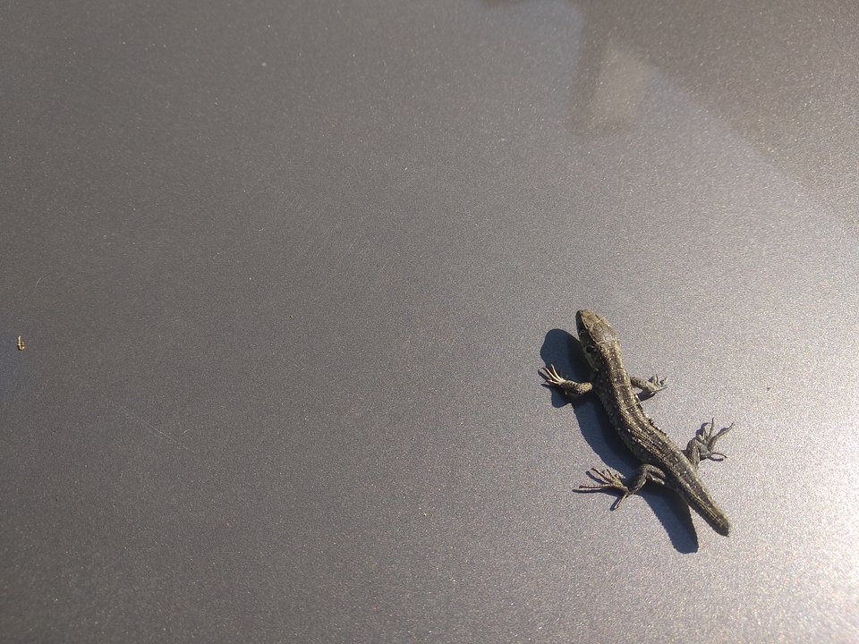 IMG_20190417_132503.jpg - Olek_51