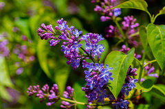 Lubię bez........   ;)