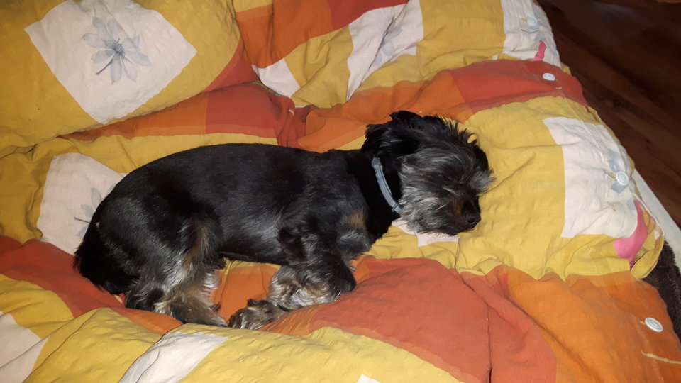 20190421_180806.jpg - Benek737