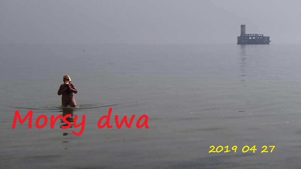 Morze. - Morsy_dwa