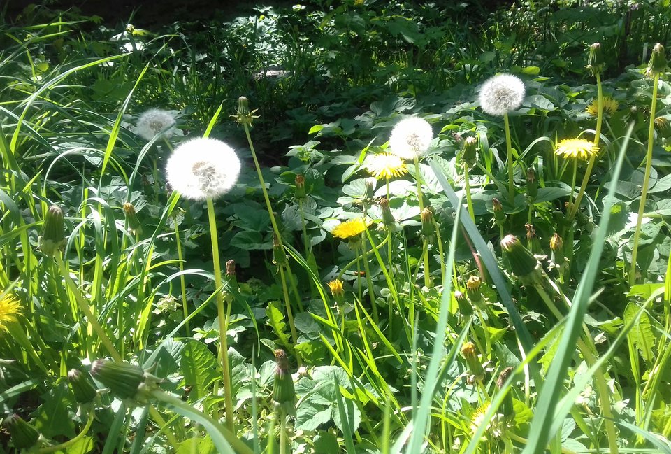 20190430_111116-1.jpg - torii99