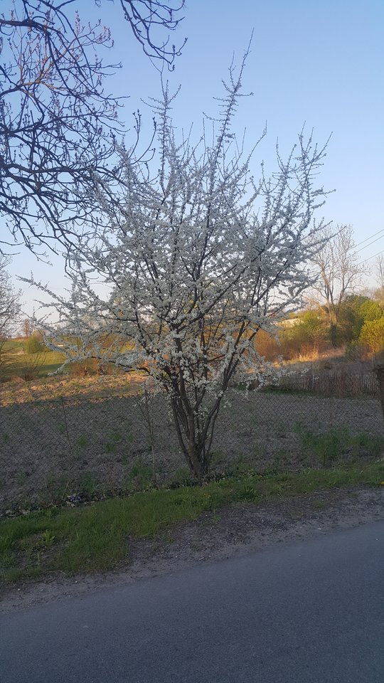 20190421_184214.jpg - reporter13