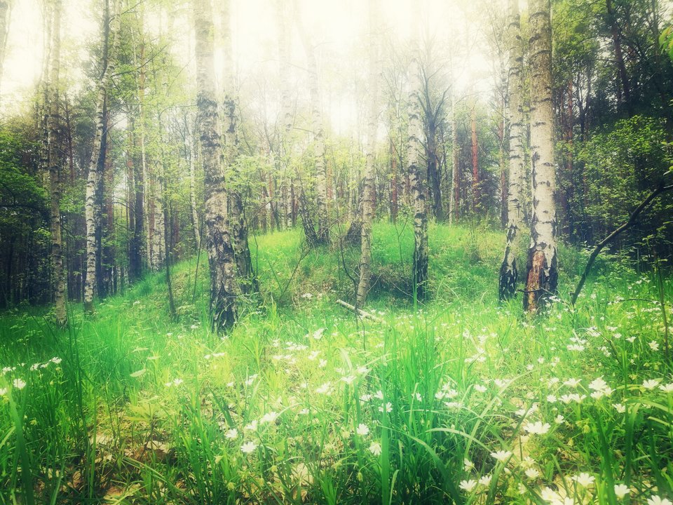 IMG_20190504_140252.jpg - ZBORKI