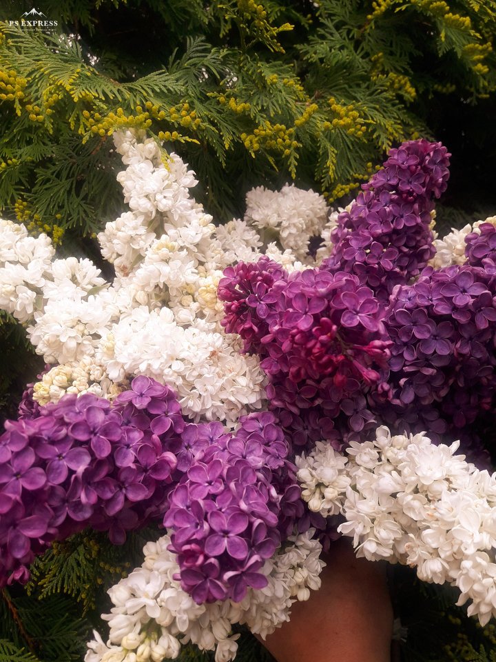 Bez i bez w końcu bez.jpg - Arczi38